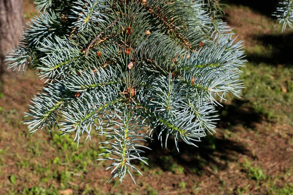 Ramo Bonito Árvore Conífera Com Brotos Verdes Frescos Luz Solar — Fotografia de Stock