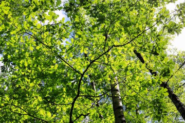 Parlak yeşil meşe dalları ve diğer ağaçlar güneşli bir yaz gününde, doğal taze arka plan