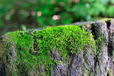 Close-up old tree stump with bright velvety green moss  clipart