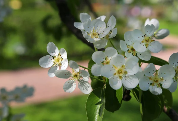 Beautiful Branch White Flovers Spring Fruit Tree Close Spring Garden — Stock Photo, Image