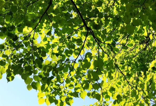 绿叶的树枝在阳光下在晴朗的天空下闪烁着光芒 自然背景 — 图库照片