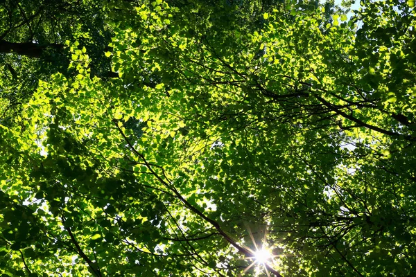 Bright Sun Shining Branches Green Foliage Tall Trees Sunny Summer — Stock Photo, Image