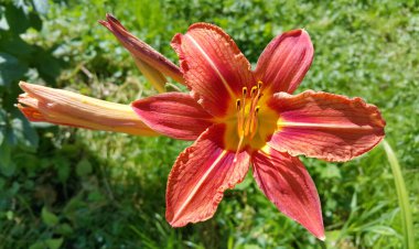 Güneşli bir yaz bahçesinde parlak turuncu bir Lily (Hemerocallis Fulva), yakın plan.