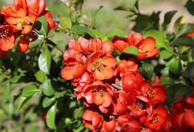 Bahar mevsiminin güzel parlak çiçekleri Pigwa veya Apple Guince veya Japon Guince veya Chaenomeles Japonica 'nın güneşli bahçedeki çalıları.