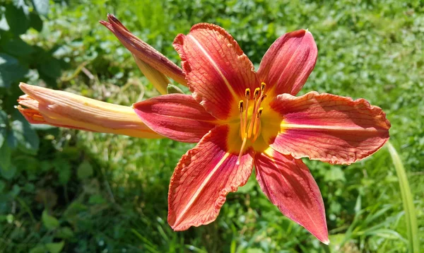 Beautiful bright Orange Day-Lily (Hemerocallis Fulva) on a sunny summer garden, closeup