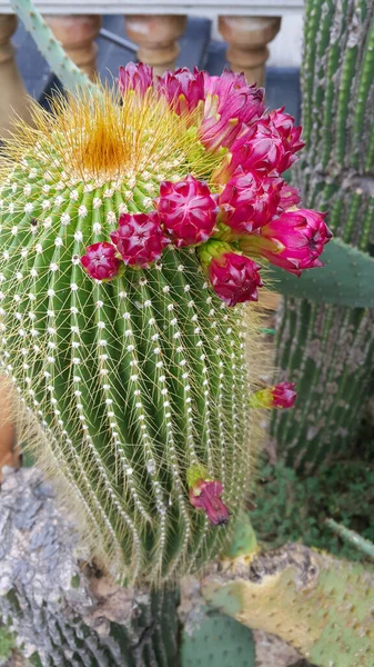 Cactus Espinoso Con Brotes Carmesí Hermoso Primer Plano —  Fotos de Stock