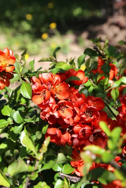 Belas Flores Brilhantes Primavera Pigwa Fruta Maçã Guince Guince Japonês — Fotografia de Stock