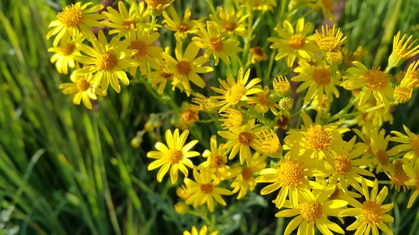 Hermosas Flores Silvestres Color Amarillo Brillante Ragwort Jacobaea Vulgaris Cerca —  Fotos de Stock