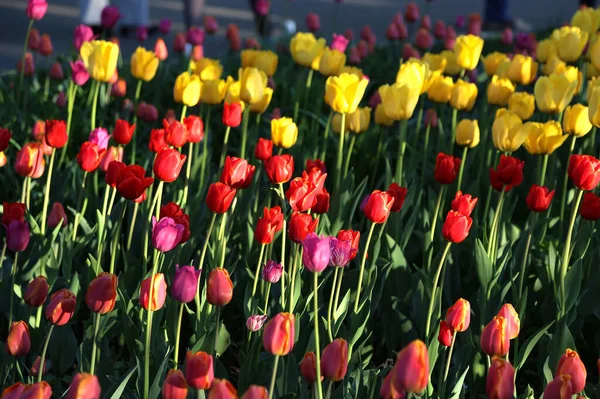 Ljusa Flerfärgade Tulpaner Upplysta Solen — Stockfoto