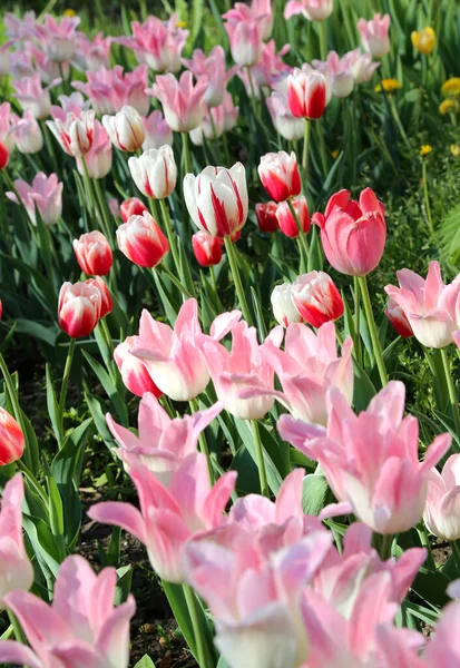 Beautiful Delicate Tulips Lit Sun Close — Stock Photo, Image