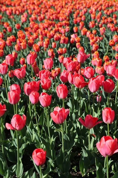 Ljusa Vackra Röd Rosa Tulpaner Upplysta Solen Närbild — Stockfoto