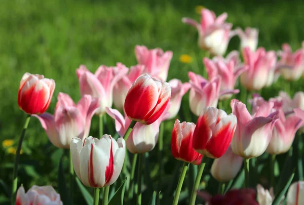 Prachtige Delicate Tulpen Verlicht Door Zon Het Voorjaarspark — Stockfoto