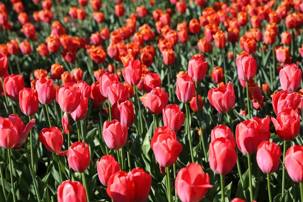 Ljusa Vackra Röda Tulpaner Upplysta Solen Närbild — Stockfoto