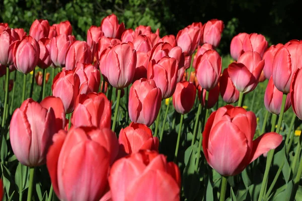 Beautiful Delicate Tulips Lit Sun Close Spring Park — Stock Photo, Image