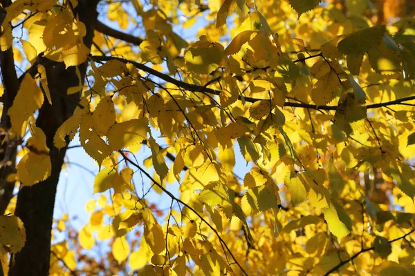 Äste Der Herbst Ulme Mit Leuchtend Gelben Blättern Die Sonnenlicht — Stockfoto