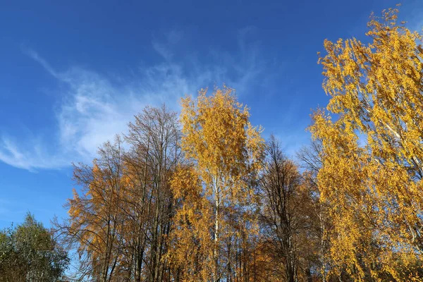 Beautiful Autumn Trees Yellow Foliage Blue Sky — Stock Photo, Image