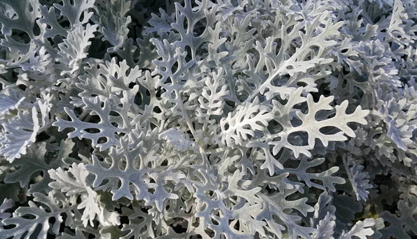 Stříbrný Ragwort Nebo Cineraria Maritima Close Příroda Pozadí — Stock fotografie