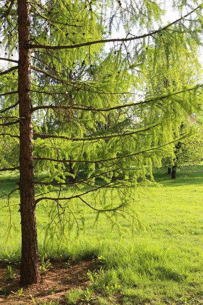 Beautiful Spring Landscape Green Larch Park — Stock Photo, Image