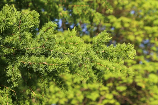 Grüner Lärchenzweig Mit Frischen Blättern Sonnenlicht Natürlicher Frühlingshintergrund — Stockfoto