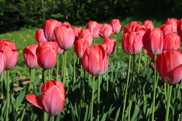 Vackra Ljusa Tulpaner Upplysta Solen Närbild Vårparken — Stockfoto