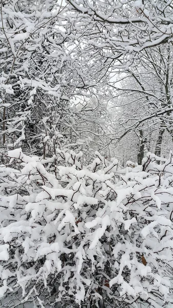 Bellissimo Paesaggio Invernale Con Alberi Cespugli Coperti Neve — Foto Stock