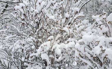 Karla kaplanmış çalılıklar, güzel kış manzarası.