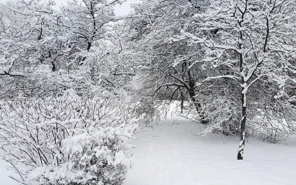 Bellissimo Paesaggio Invernale Con Alberi Cespugli Coperti Neve — Foto Stock