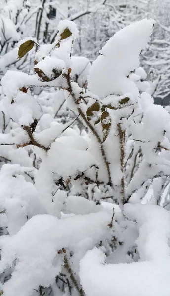 覆盖着积雪的冬季灌木的枝条 — 图库照片