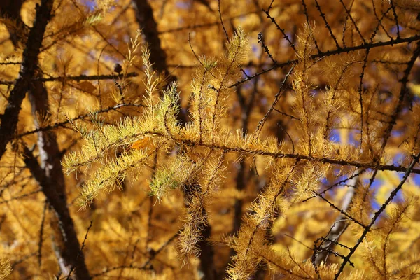 太陽の光で照らされた秋のカラマツの明るい黄色の枝 自然の秋の背景 — ストック写真