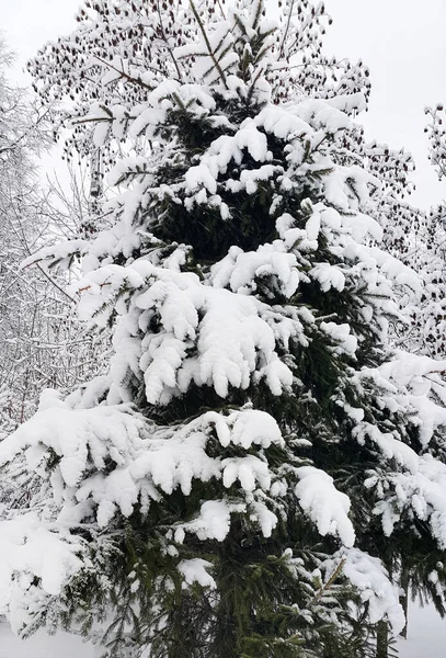 Hermoso Abeto Invierno Cubierto Nieve —  Fotos de Stock