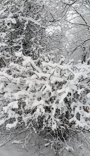 雪に覆われた木々や茂みで美しい冬の風景 — ストック写真