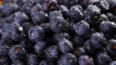 yığın yaban mersini