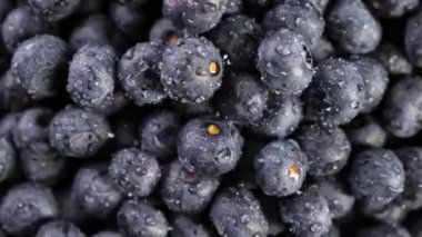 yığın yaban mersini