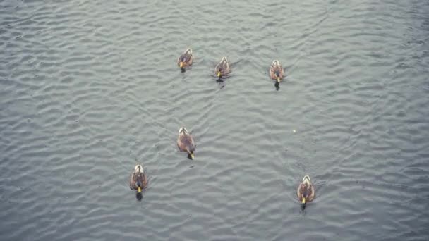 Bandada de patos — Vídeo de stock