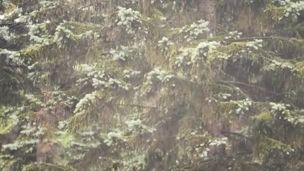 Starkregen. Sturm im Wald. Schlechtes Wetter. — Stockvideo