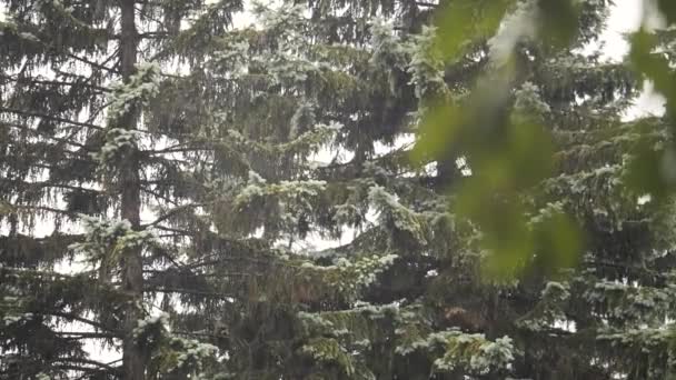 Lluvia fuerte. Tormenta en el bosque. Mal tiempo . — Vídeo de stock