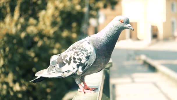 Taube fängt an zu fliegen — Stockvideo