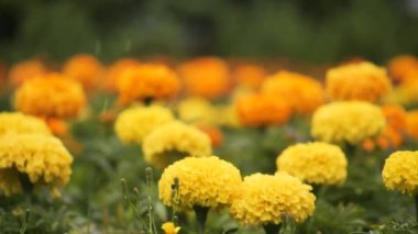 Yağmur altında sarı çiçek