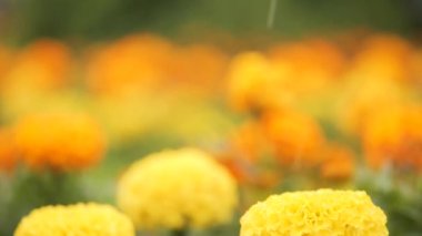 Yağmur altında sarı çiçek