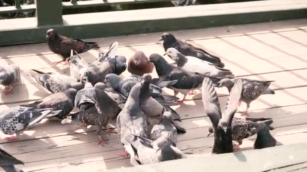 Taube fängt an zu fliegen — Stockvideo
