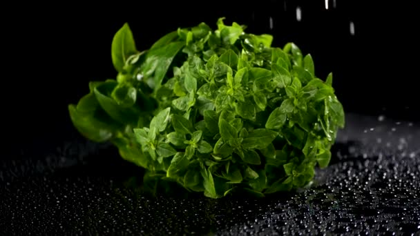 Basilic frais sous la pluie — Video