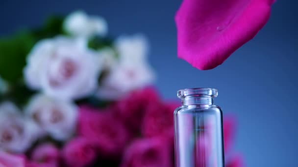Processo de preparação de perfume rosa — Vídeo de Stock