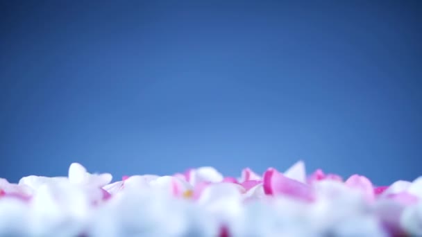 회전 패널 위로 떨어지는 꽃 꽃잎 — 비디오