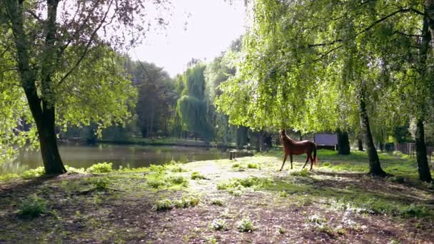 Brun Häst Äta Lågt Hängande Blad — Stockvideo