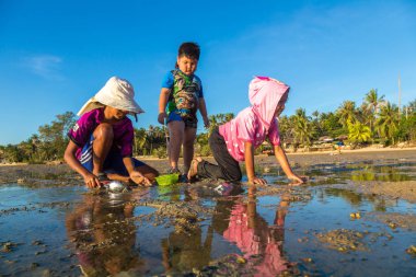 Samui, Tayland - 29 Mart 2018: Koh Samui Adası, Tayland bir yaz günü hasat çocuk istiridye