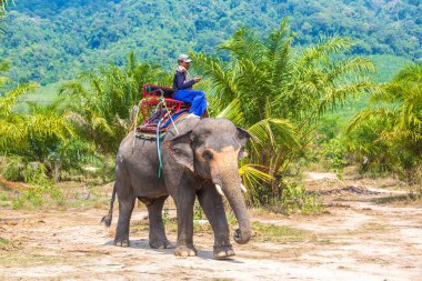 Surat Thani, Tayland - 25 Mart 2018: Turist Tayland'da fil yalak orman içinde bir yaz günü sürme