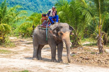 Surat Thani, Tayland - 25 Mart 2018: Turist Tayland'da fil yalak orman içinde bir yaz günü sürme