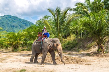 Surat Thani, Tayland - 25 Mart 2018: Turist Tayland'da fil yalak orman içinde bir yaz günü sürme
