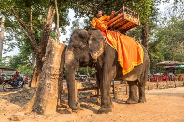 Angkor Wat, Kamboçya - 15 Mart 2018: Turist vasıl Angkor Wat, Siem Reap, Kamboçya'da bir yaz günü yakınındaki alan bir fil binmek