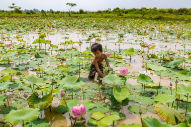 Siem Reap, Kamboçya - 11 Haziran 2018: Lotus Lotus çiftliğinin yakınlarında Siem Reap, Kamboçya'da bir yaz günü sahasının çocuk